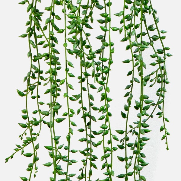 Hängende Sukkulente Senecio herreianus mit kleinen, spitzen, grünen Blättern.