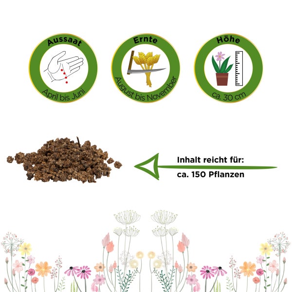 Rote Beete Rote Kugel Samen von Deine Gartenwelt