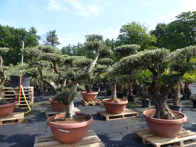 Olivenbaum Pon Pon Olive Gartenbonsai Bonsai Formgehölz, winterhart