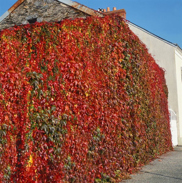 Parthenocissus tricuspidata 'Veitchii', Wilder Wein, 60–100 cm