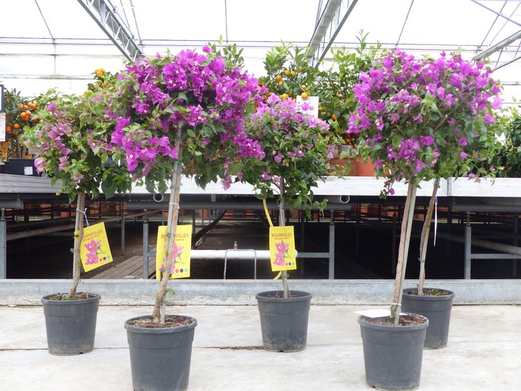 Bougainvillea glabra Alexandra Stamm 90-100 cm, purpurviolett, Kletterpflanze