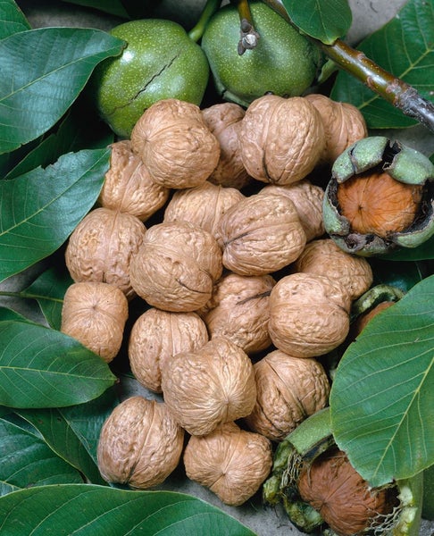 Walnüsse mit grünen Blättern und Schalen