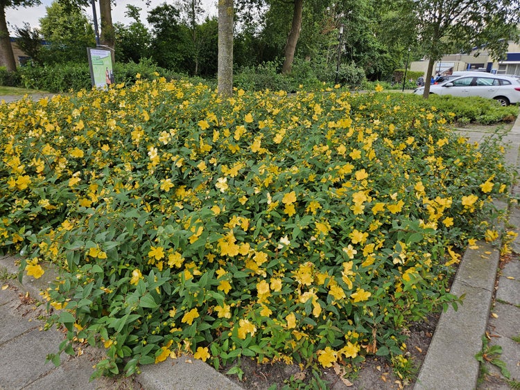 Jungpflanze im Topf