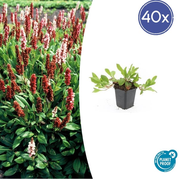40 Stück Kerzenknöterich Bistorta amplexicaulis im Topf mit Planet Proof Zertifizierung.