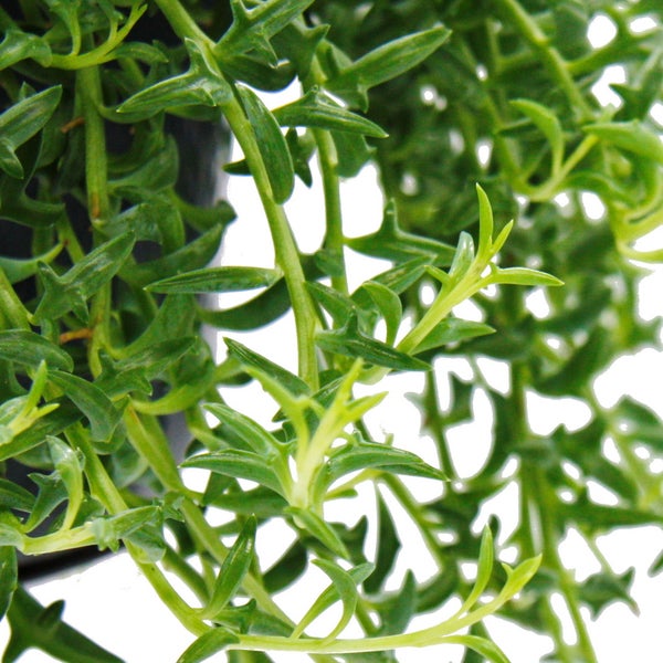 Senecio peregrinus Delphin-Pflanze Delfinhalskette sukkulente Ampelpflanze 14cm Ampel hängend
