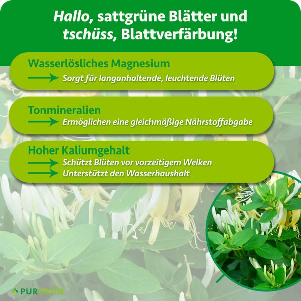Infografik über die Wirkungsweise eines Pflanzendüngers für gesundes Blattwachstum und langanhaltende Blütenpracht bei Gartenpflanzen.