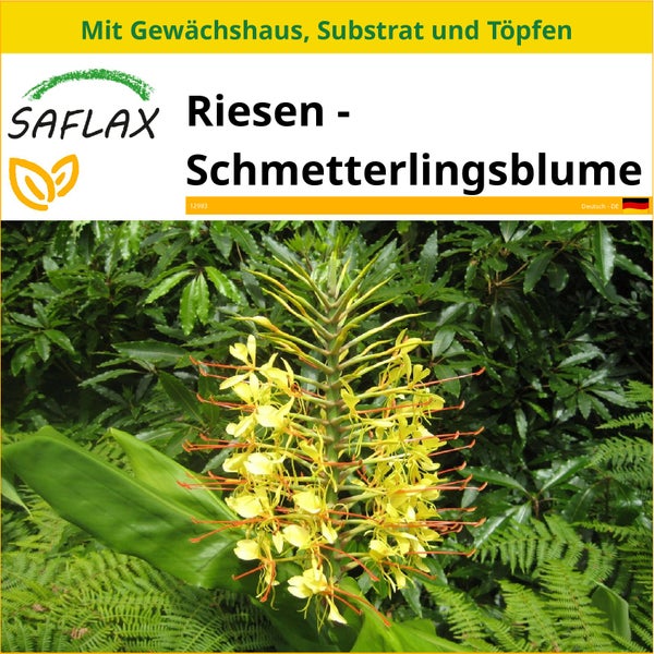 SAFLAX Anzucht Set - Riesen - Schmetterlingsblume - Hedychum gardnerianum - 10 Samen - Mit Mini-Gewächshaus, Anzuchtsubstrat und 2 Töpfen