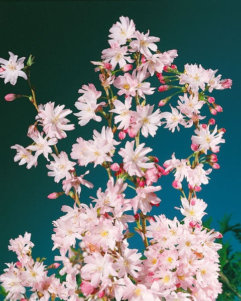 Prunus subhirtella 'Autumnalis', Winterkirsche, zartrosa, 60–100 cm