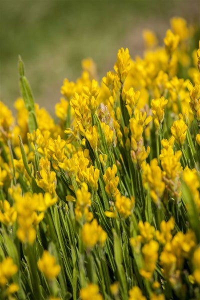 Genista sagittalis, Flügelginster, gelb, 20–30 cm