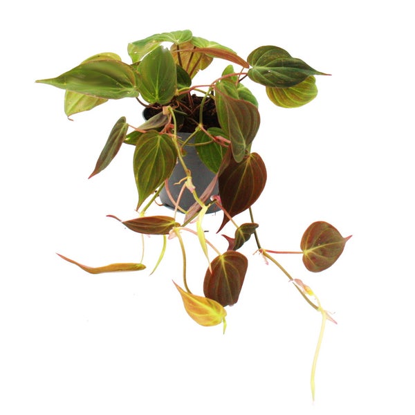 Zimmerpflanzen-Trio Rankende Baumfreunde Set mit 3 verschiedenen Philodendron-Arten micans scandens Lime scandens Brasil