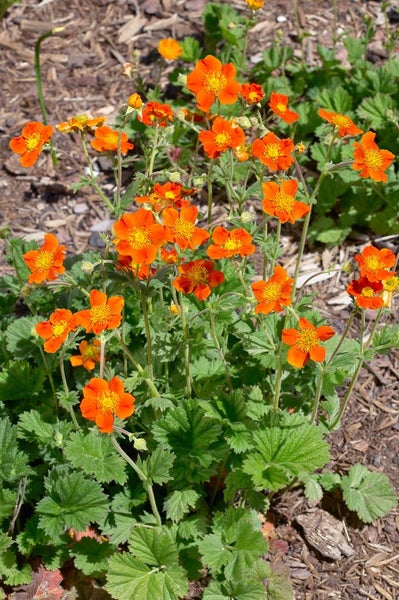 Geum coccineum 'Borisii', Nelkenwurz, leuchtend orange, ca. 9x9 cm Topf