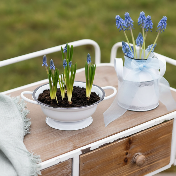 Frühlingsdekoration mit blauen Traubenhyazinthen in einer weißen Emaille-Schale und einem Krug auf einem hölzernen Gartenwagen.