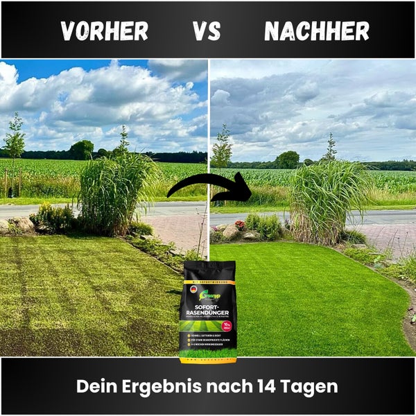 Greenyp Sofort Rasendünger I 10kg für 400m² I mit Sofortwirkung für Frühjahr bis Spätsommer I verhindert Moosbildung I NPK Dünger Rasen Dünger