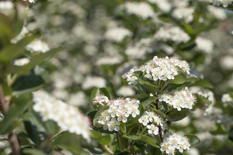 Aronia prunifolia 'Viking', Apfelbeere, schwarz, 40–60 cm
