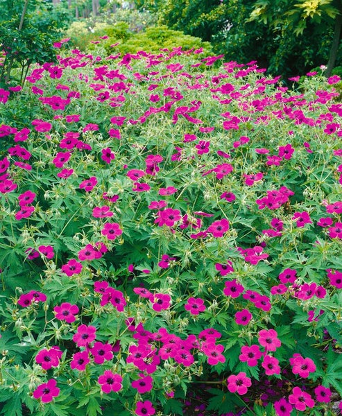 Geranium psilostemon, Armenischer Storchschnabel, leuchtend pink, ca. 11x11 cm Topf