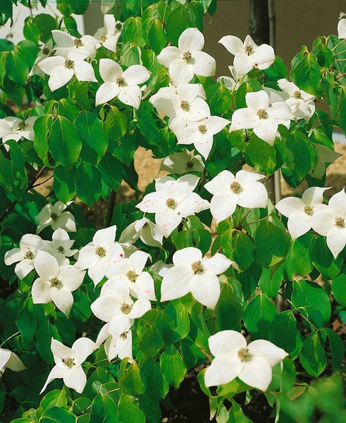 Blühender Blumenhartriegel mit weißen Blüten und grünen Blättern.
