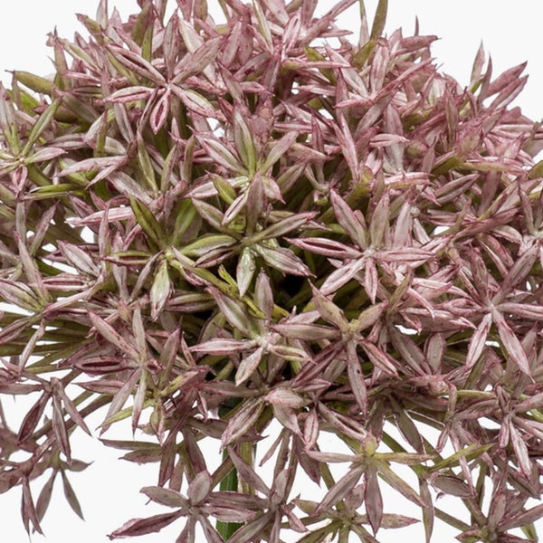 Künstliche violette Allium Blume mit kugelförmigem Blütenkopf und langem grünem Stiel.