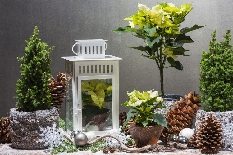 Weihnachtsdekoration mit Laterne, Weihnachtssternen, Tannenbäumen und Tannenzapfen.