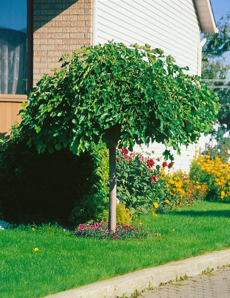 Kugelrobinie als Hochstamm im Garten vor einem Wohnhaus mit Rasenfläche und Blumenbeeten