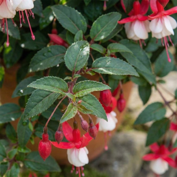 Fuchsie mit hängenden rot-weißen Blüten und grünen Blättern.