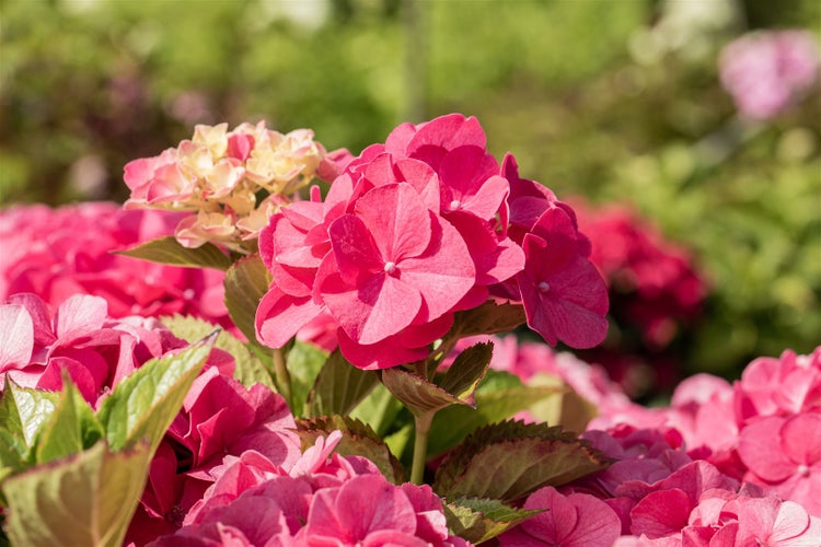 Hydrangea macrophylla 'Sibilla', Hortensie, rosa, 80–100 cm