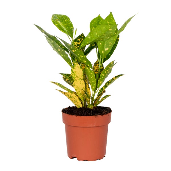 Codiaeum 'Sonniger Stern' | Croton - Kamerplant in Kwekerspot ⌀12 cm - ↕15-25 cm