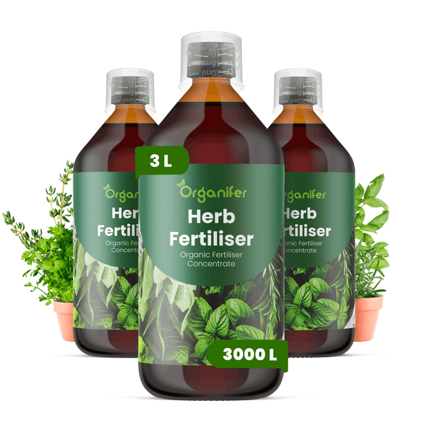 Drei Flaschen Organifer Kräuterdünger Konzentrat, organischer Flüssigdünger für Kräuter, 3 Liter pro Flasche, mit Messkappe.