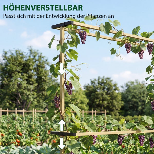Höhenverstellbare Rankhilfe aus Holz mit schwarzen Verbindern, bewachsen mit Weintrauben in einem Garten.