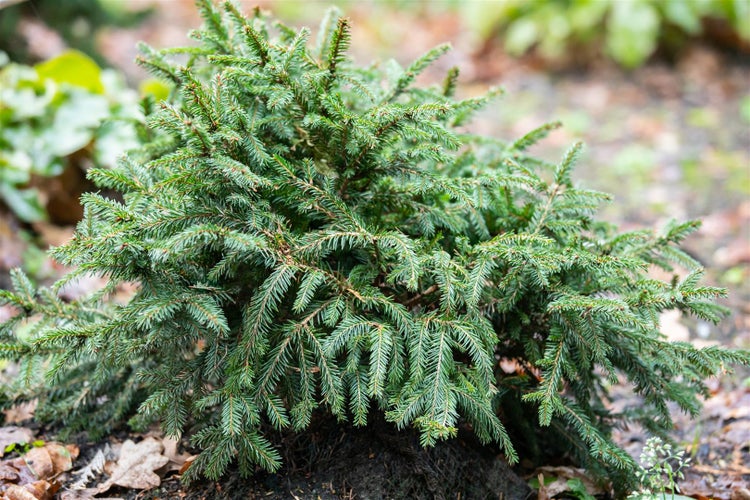 Picea abies 'Pumila Glauca', Fichte, kompakt, ca. 9x9 cm Topf