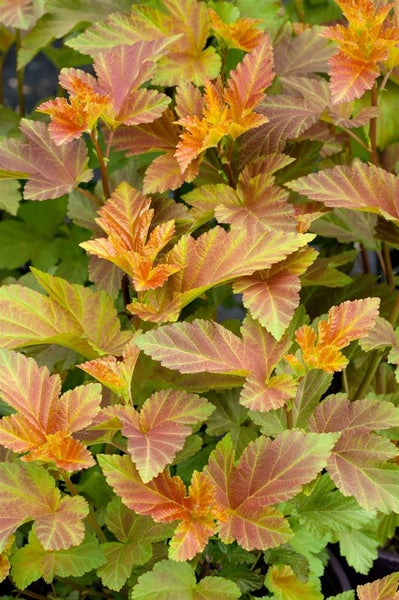 Physocarpus opulifolius, Blasenspiere, 100–125 cm, dekoratives Laub
