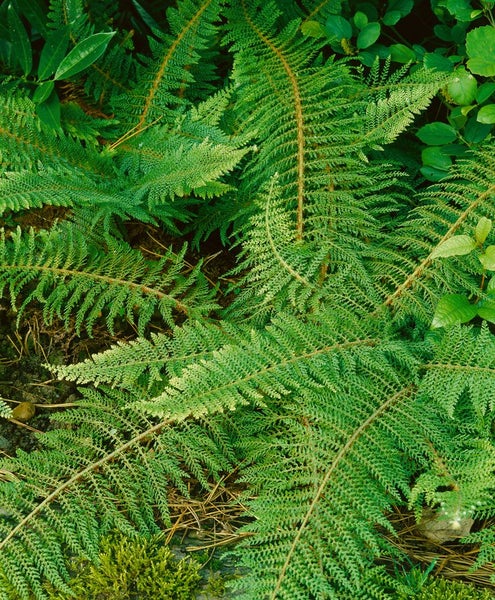 Nahaufnahme von Farnpflanzen im Gartenbeet