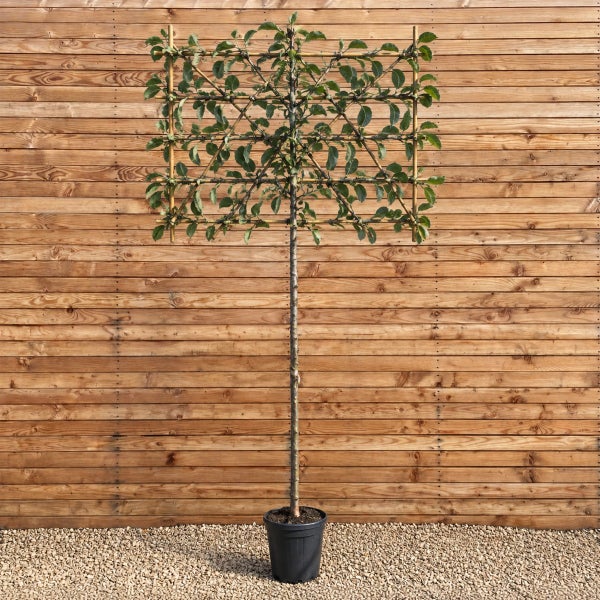 Apfelbaum als Spalierform erzogen in einem Kunststofftopf vor einer Holzwand
