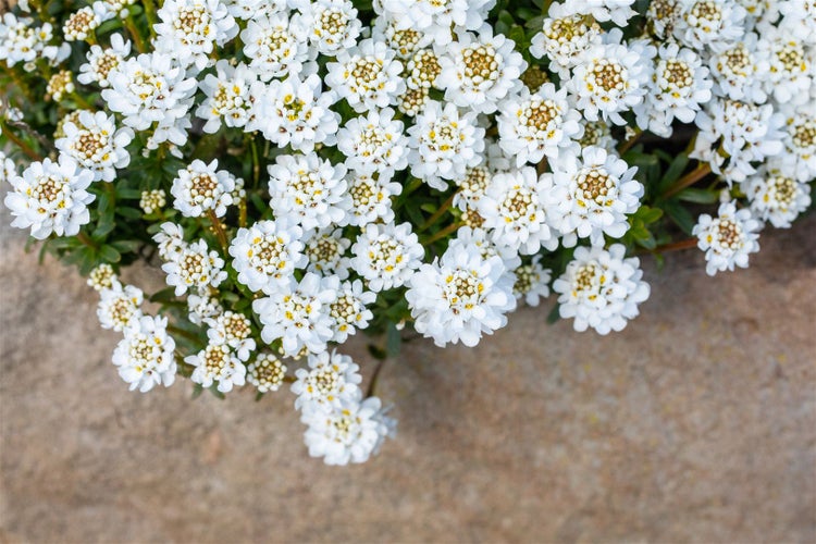 Iberis sempervirens 'Zwergschneeflocke', Schleifenblume, weiß, ca. 9x9 cm Topf