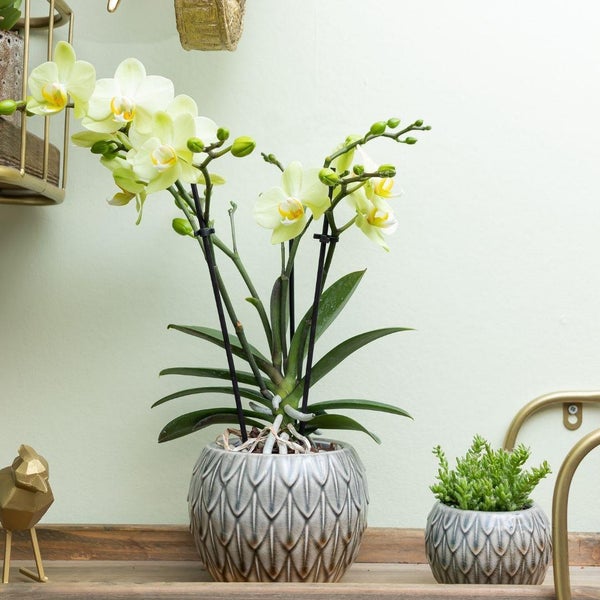 Kolibri Orchids gelbe Phalaenopsis-Orchidee 34cm hoch Topfgröße 9cm blühende Zimmerpflanze frisch vom Züchter