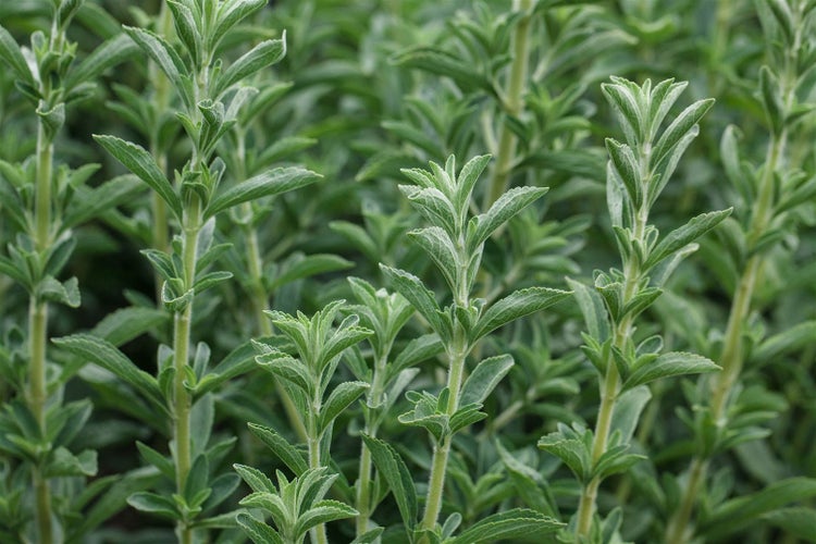 Stevia rebaudiana, Süßkraut, ca. 11x11 cm Topf
