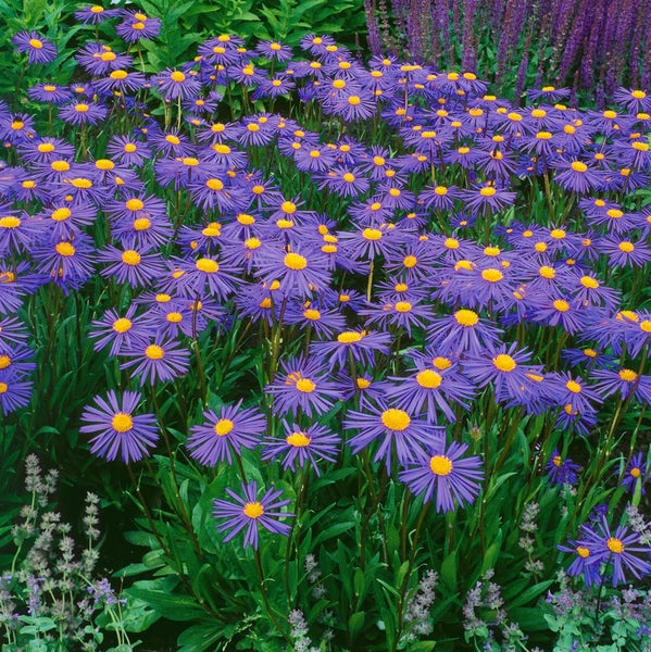 Aster tongolensis 'Napsbury', violett, ca. 9x9 cm Topf