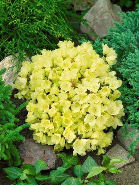 Gelbe Rhododendronblüten in einem Gartenbeet