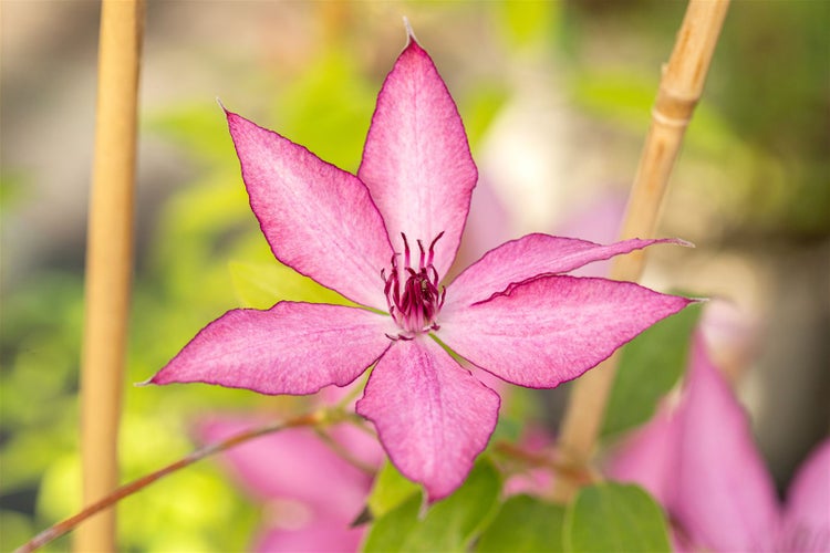Clematis Hybride 'Giselle', Waldrebe, rosa-lila, 60–100 cm