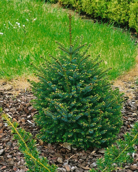 Im Bild ist eine Zwerg-Eibe zu sehen, eine kleine, immergrüne Pflanze für den Garten.