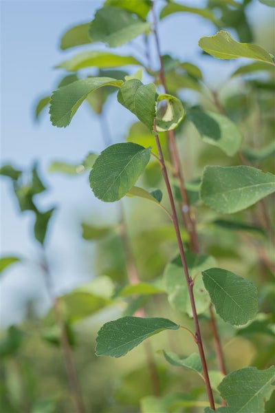 Amelanchier alnifolia 'Obelisk', Felsenbirne, 80–100 cm