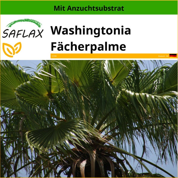 SAFLAX  - Washingtonia Fächerpalme - Washingtonia robusta - 12 Samen - Mit keimfreiem Anzuchtsubstrat
