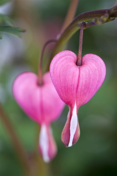 Dicentra spectabilis, Tränendes Herz, rosa, ca. 9x9 cm Topf