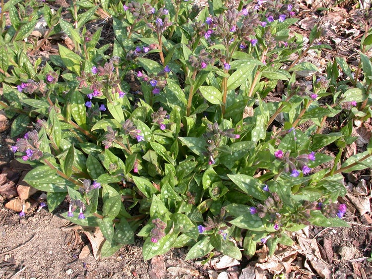 Pulmonaria saccharata 'Lewis Palmer', Lungenkraut, rosa-blau, ca. 9x9 cm Topf
