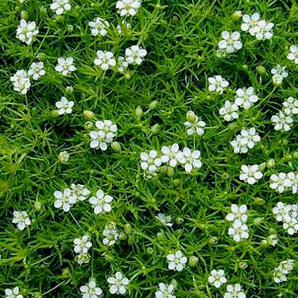 Nahaufnahme von Sandkraut mit kleinen, weißen Blüten und grünen Blättern.