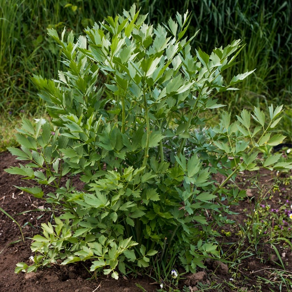 Komplette Duschkabine mit integrierter Badewanne und Duschpaneel.