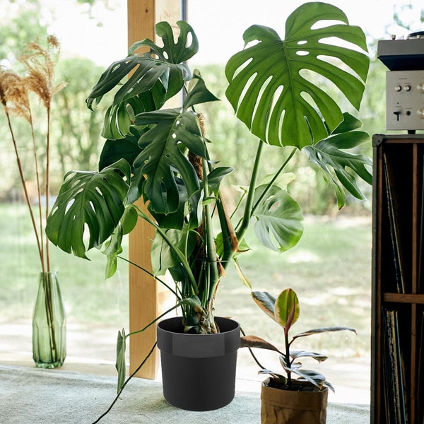 Monstera Deliciosa Fensterblatt mit schwarzem Keramik-Übertopf, pflegeleichte luftreinigende Zimmerpflanze, Höhe 70–80 cm, Topf 19–21 cm