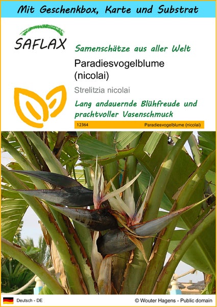 SAFLAX Geschenk Set - Paradiesvogelblume (nicolai) - Strelitzia nicolai - 5 Samen - Mit Geschenkbox, Versandaufkleber, Geschenkkarte und Anzuchtsubstrat