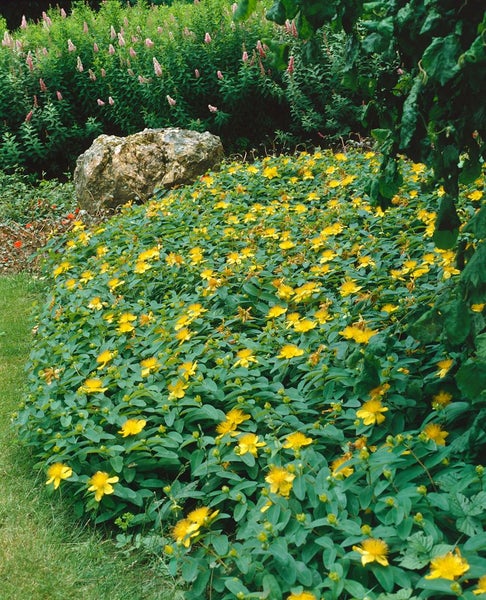 Hypericum calycinum, Johanniskraut, gelb, ca. 9x9 cm Topf