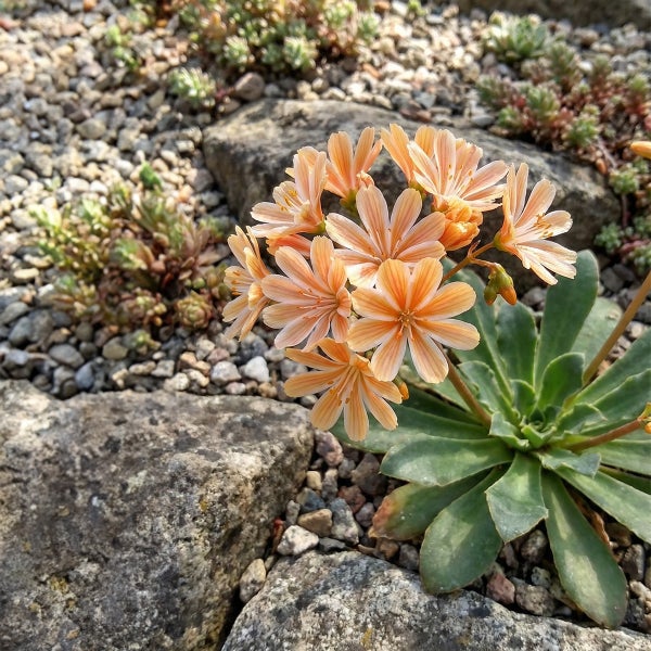 Bitterwurz Lewisia cotyledon im Steingarten mit Rosettenblättern und apricotfarbenen Blüten.