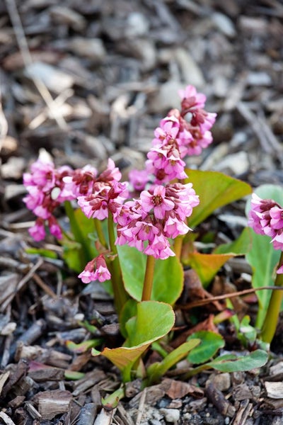 Bergenia cordifolia 'Eroica', Riesensteinbrech, rosa Blüten, ca. 11x11 cm Topf